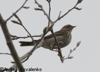 ������ �����